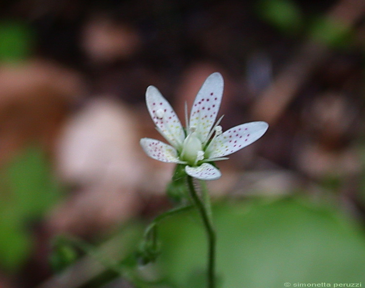 Saxifraga rotundifolia / Saxifraga a foglie rotonde